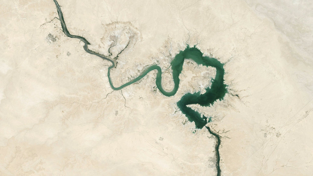 How Your Gut Shapes Your Mood and Well-Being