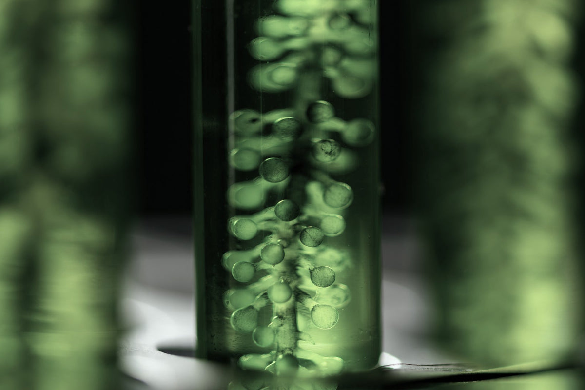 BIOGENA ONE study shows: More energy, better digestion, better sleep – and less anxiety