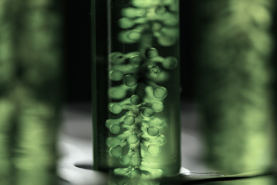 BIOGENA ONE study shows: More energy, better digestion, better sleep – and less anxiety